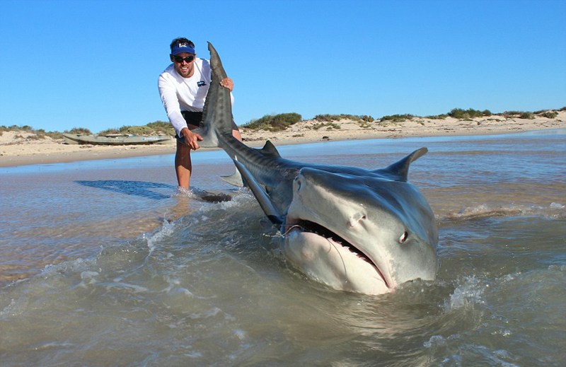 澳大利亚渔民捕鲨鱼为求合照_图片_中国小康网