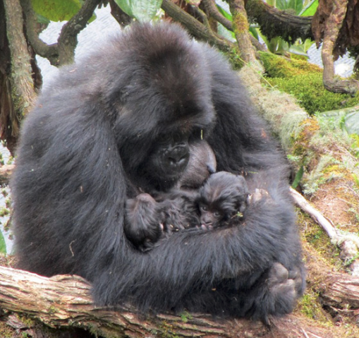 卢旺达婴儿图片