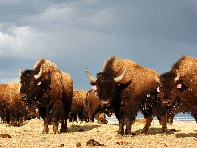 北美野牛成为美国国兽