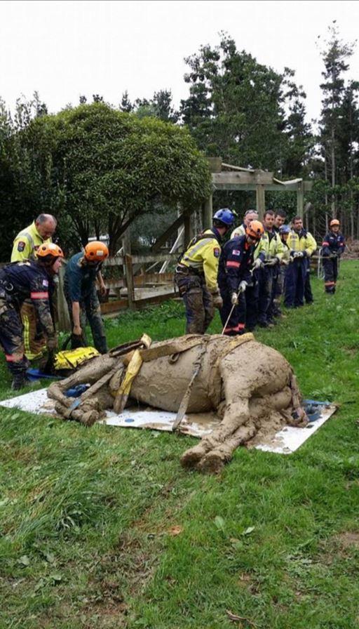 新西兰版“马坚强” 两米泥潭被埋4小时奇迹生还
