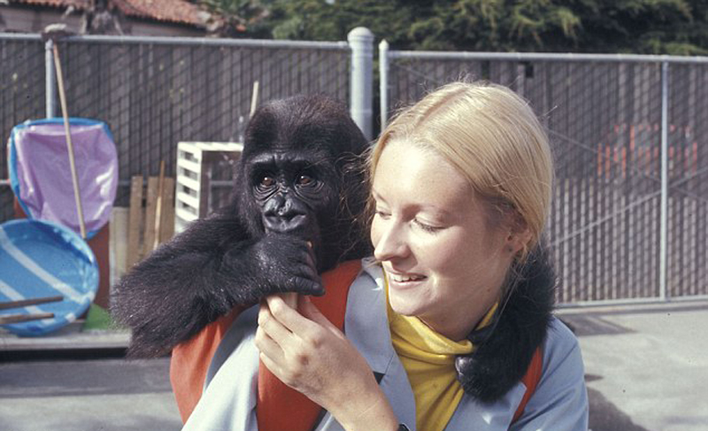 幼年时期的大猩猩科科与帕特森首次在旧金山动物园相识