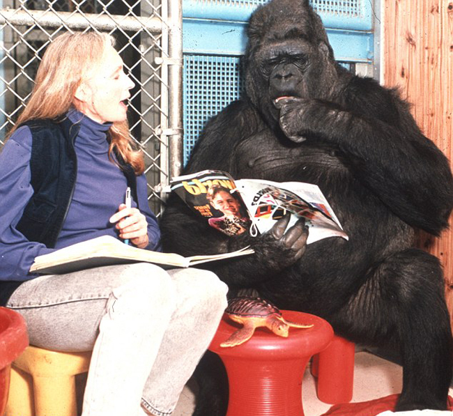 大猩猩与训练员相伴40余年