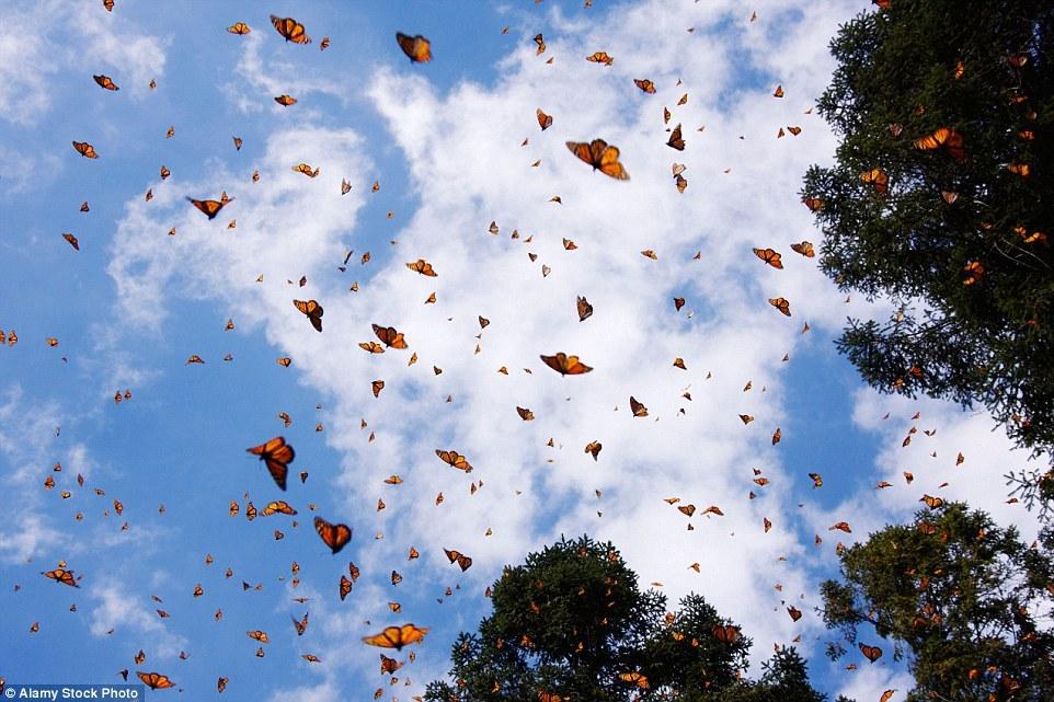 珍稀蝴蝶大规模迁移墨西哥过冬 